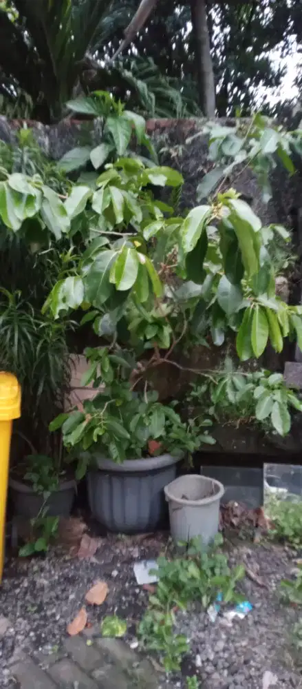 Pohon jamblang / duwet
