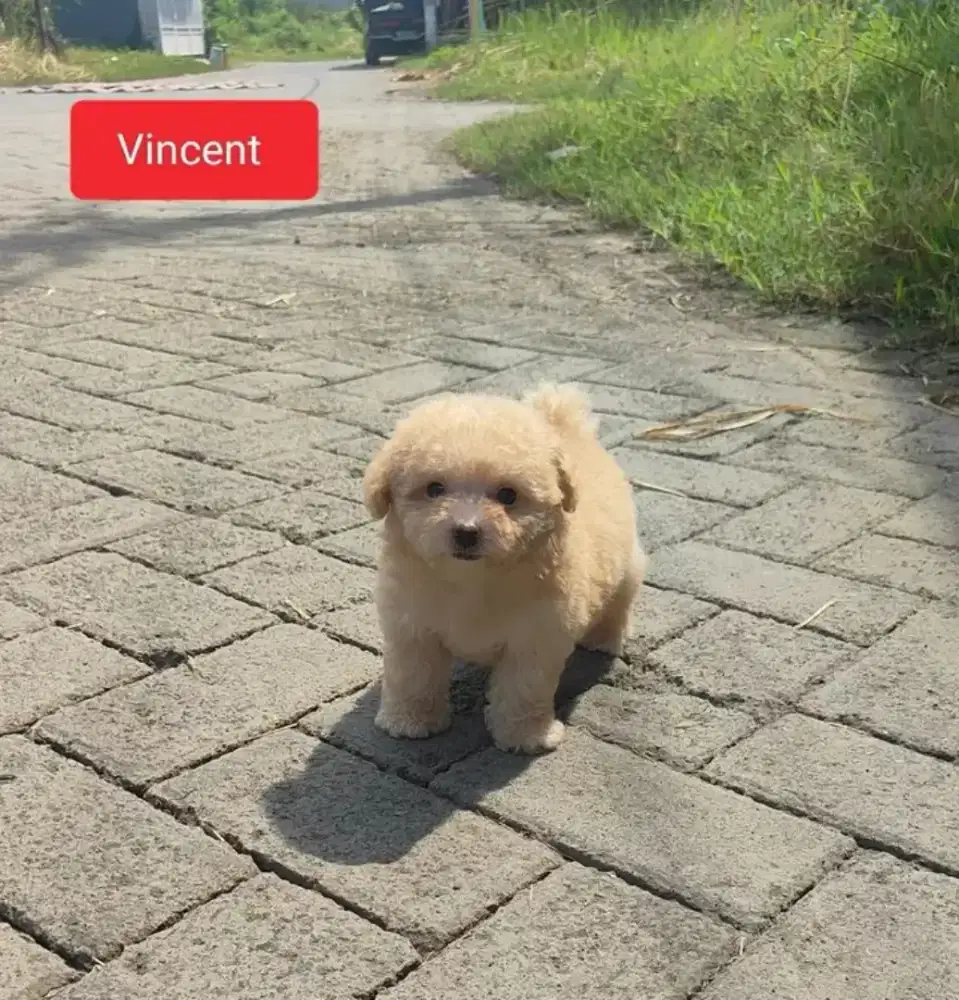 Poodle Aprikot Jantan