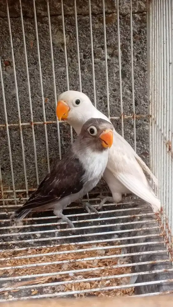 Lovebird paud jenis pastel putih dan batman