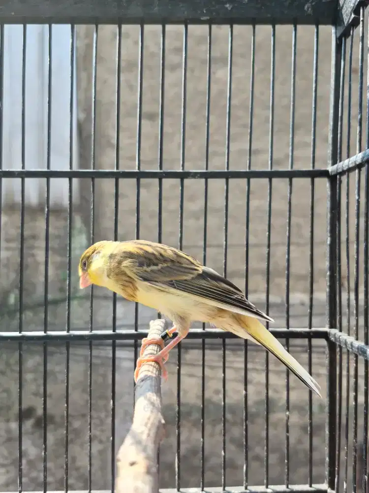 Kenari Crosbreed SfRasmi x AF