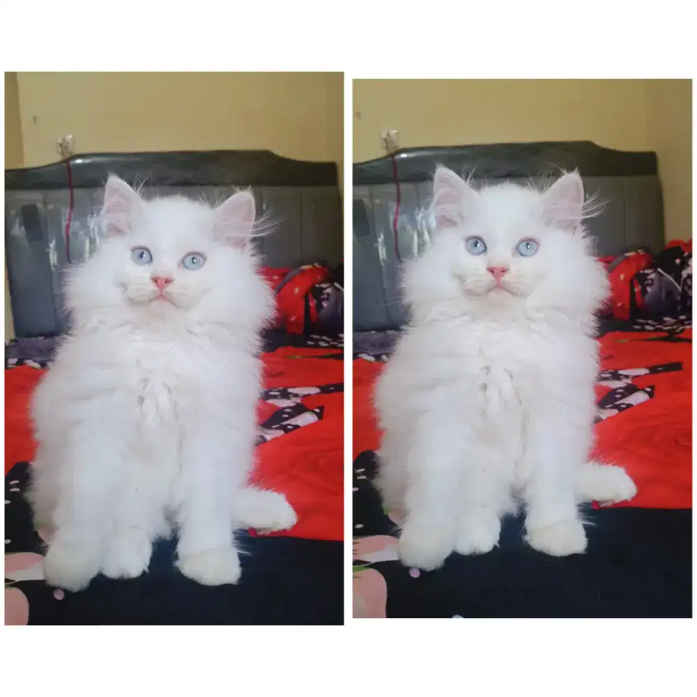 Kucing kitten persia