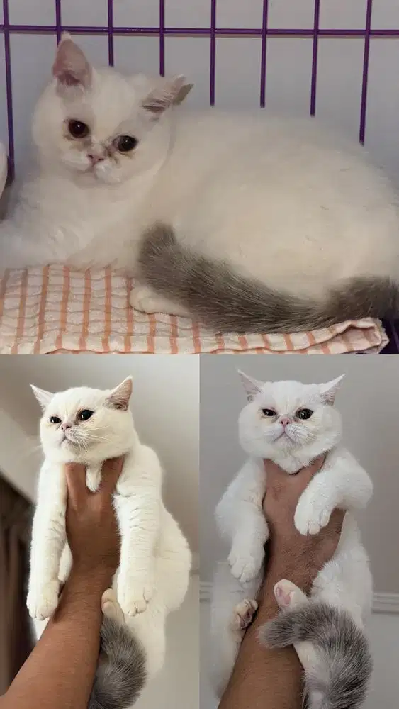 BSH Kitten Betina
