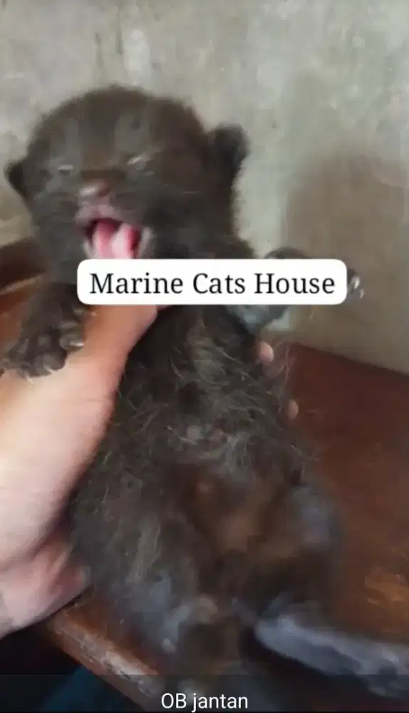 Kitten British sort hair