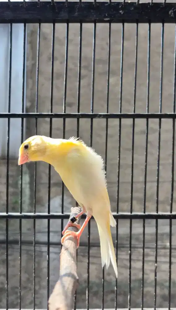Kenari Crosbreed ( Sfrasmi x F1 Scotnfancy )