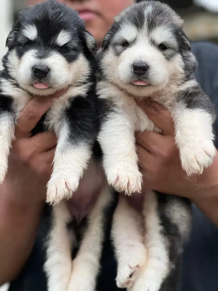 Anjing / puppies alaskan malamute (OB) betina