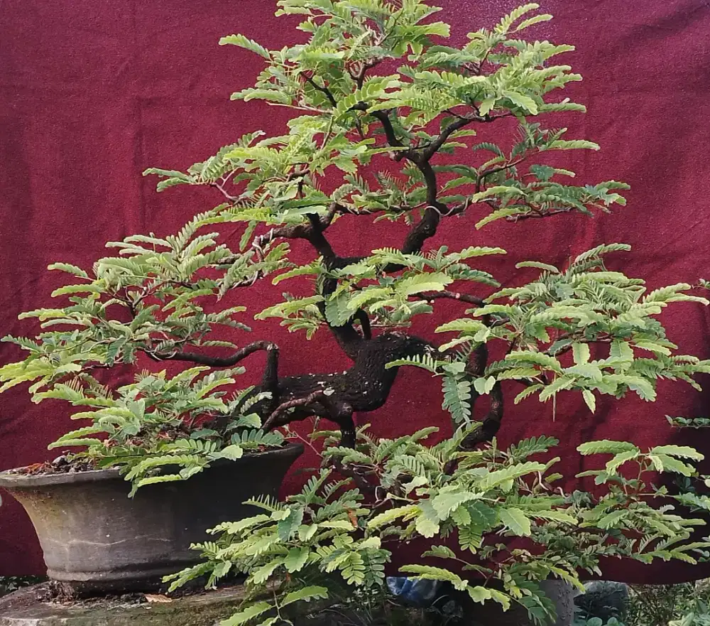 Bonsai asam jawa