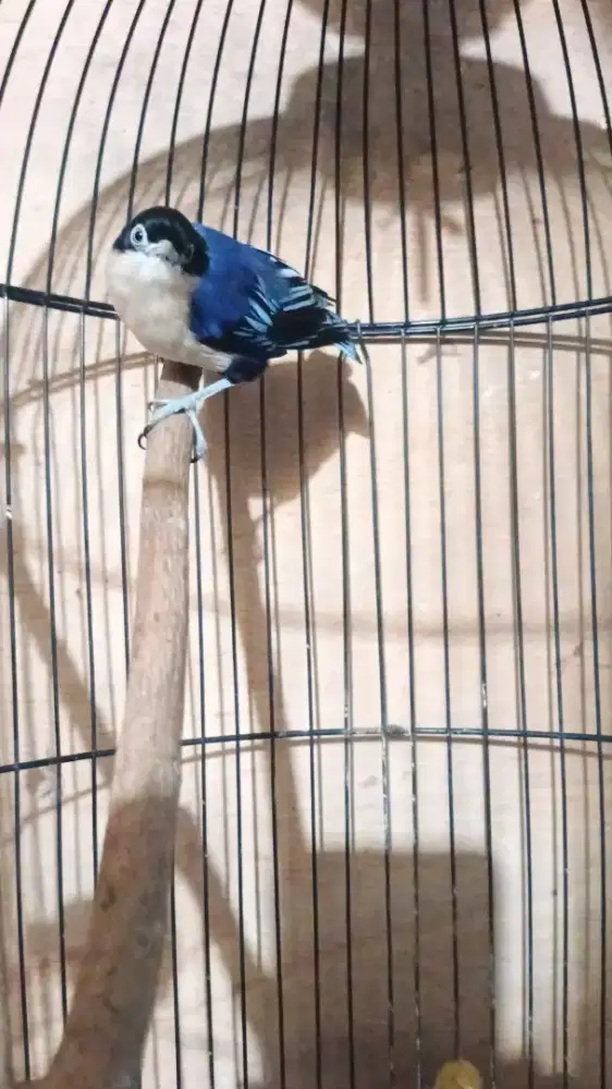 burung masteran gacor