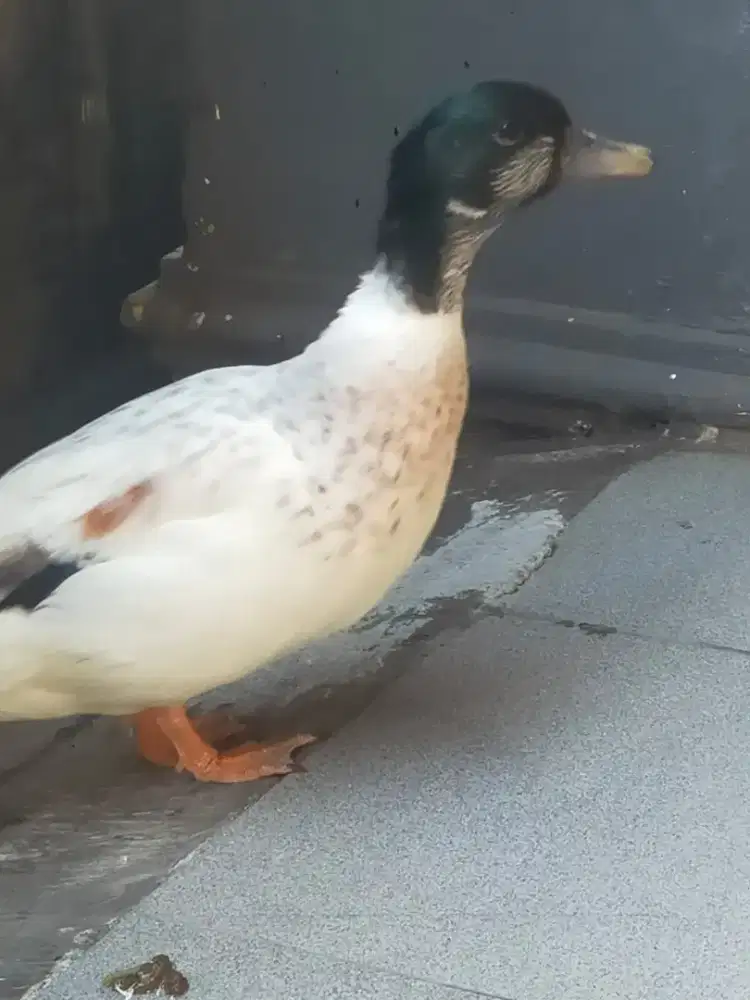 Bebek mini dari belanda