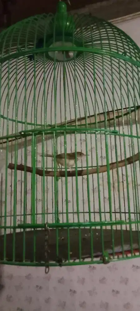 Burung prenjak lumut jantan gacor
