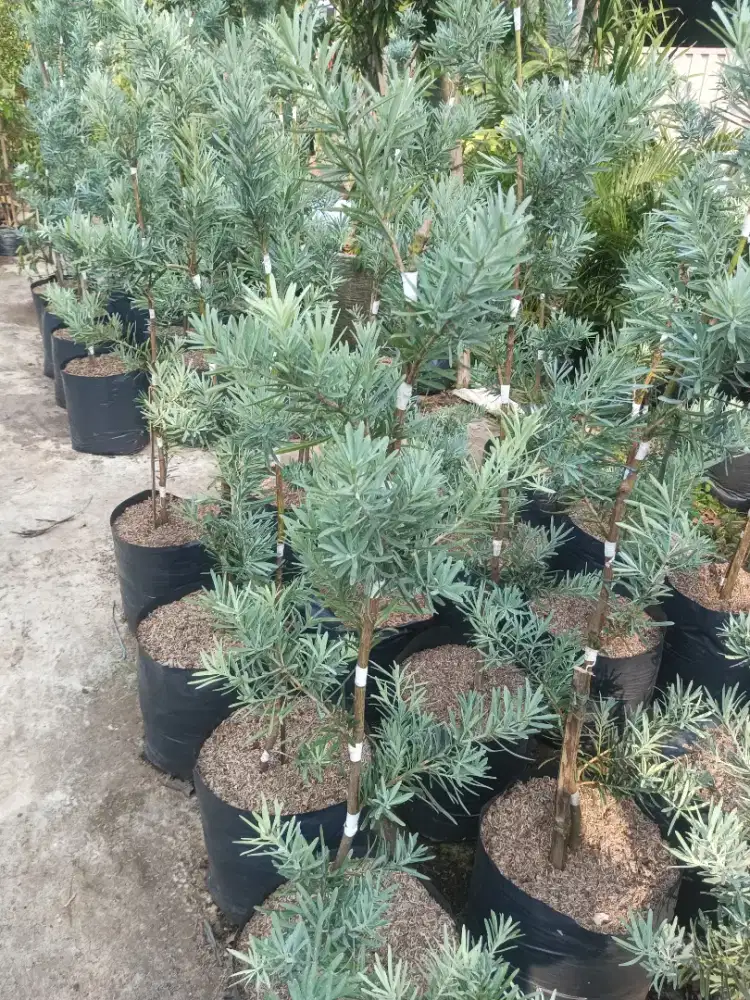 Pohon lohansung blue ice
