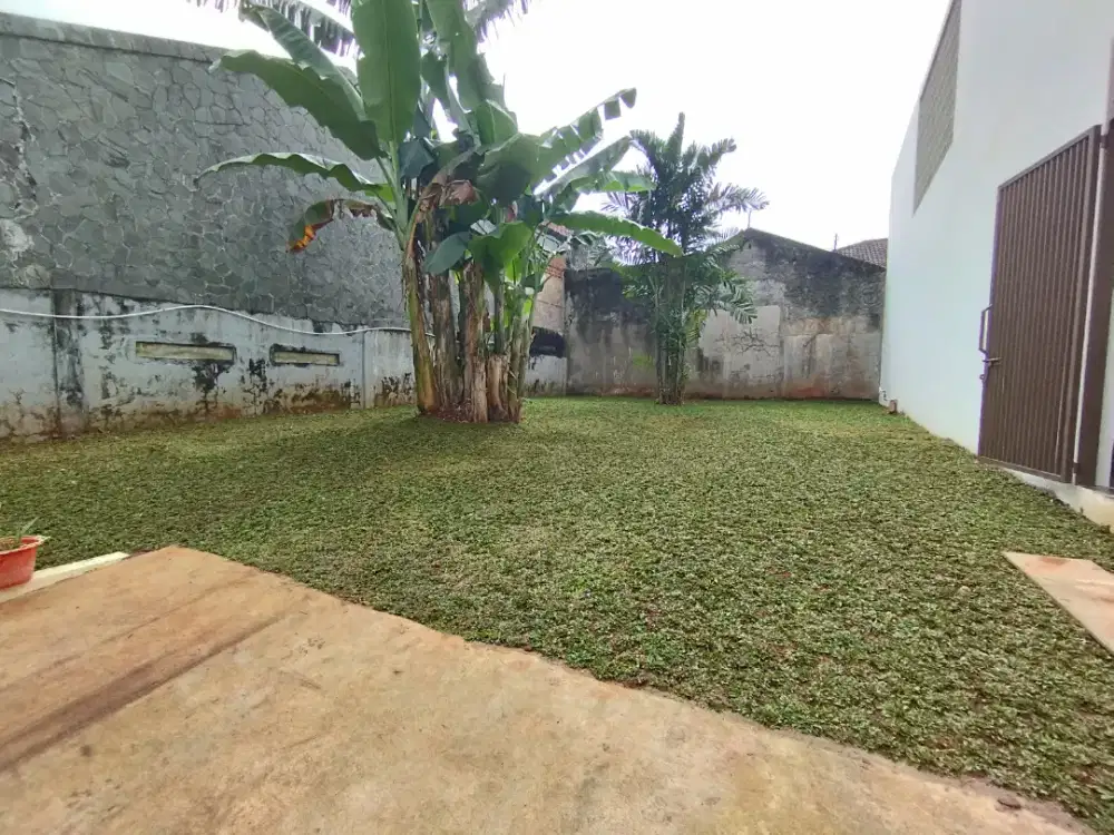 Pemasangan rumput gajah mini / Rumput gajah mini / harga permeter