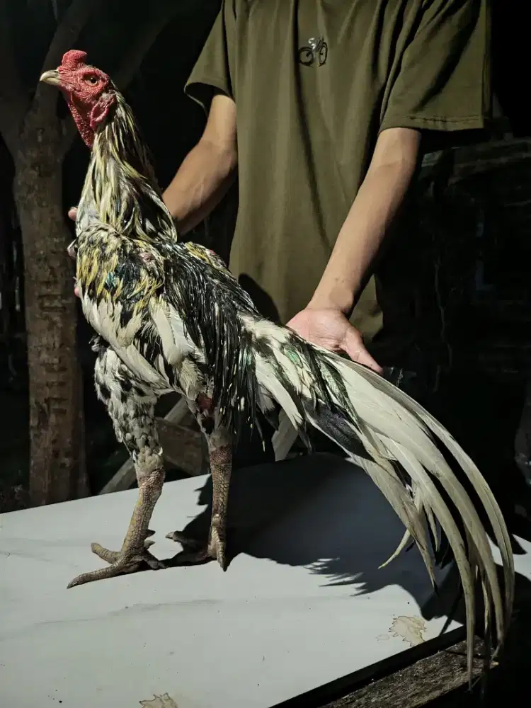 Jual ayam Siam bangkok