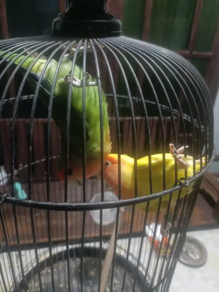 Love Bird / Lovebird / Lakbet NK / Non klep
