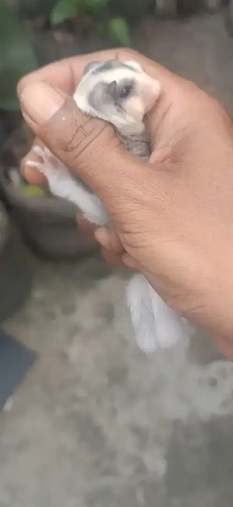 Sugar glider mozaik