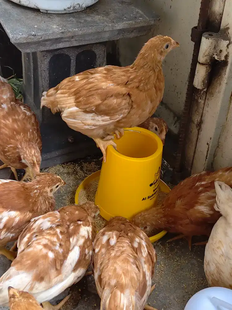 AYAM PETELUR (HORN) USIA 7 MINGGU