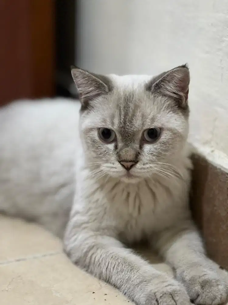 Kitten dari mix BSH x Ragdoll 4 bulan