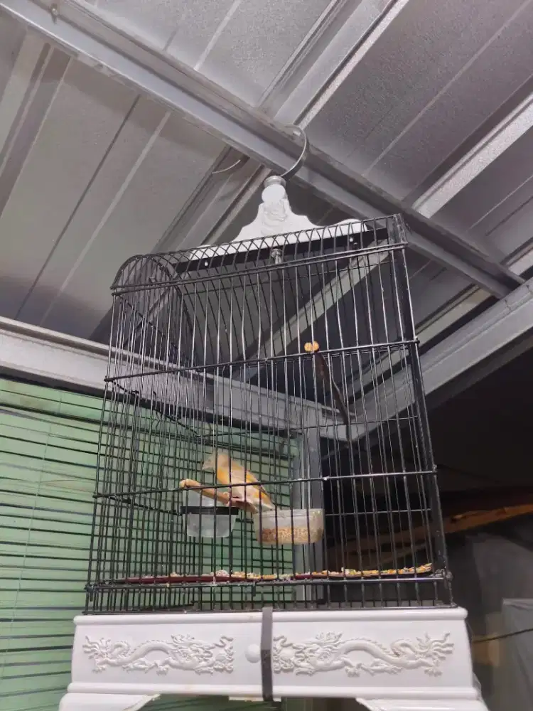 Red siskin dilute bunyi
