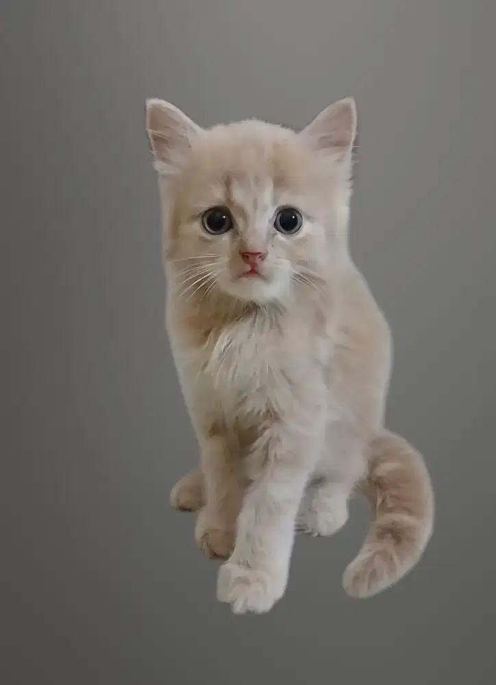 Open adop kitten persia medium  umur 2 bln