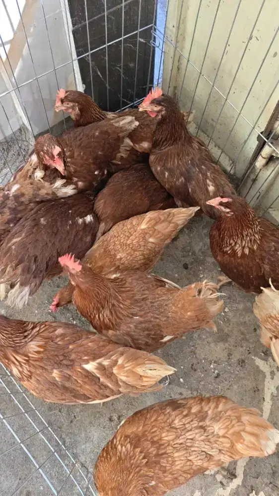AYAM PETELUR (HORN) USIA 22 MINGGU SIAP TELUR