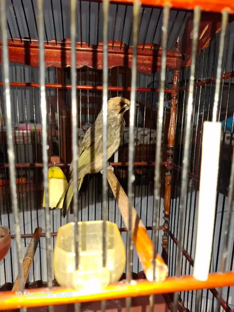 Burung Cucak Rawa