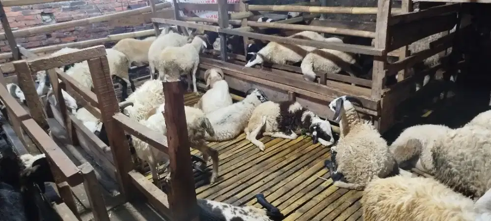 Domba Qurban Ismail