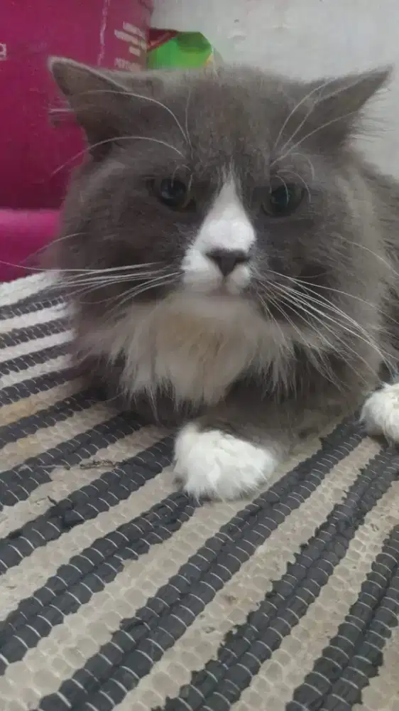 kucing persia jantan