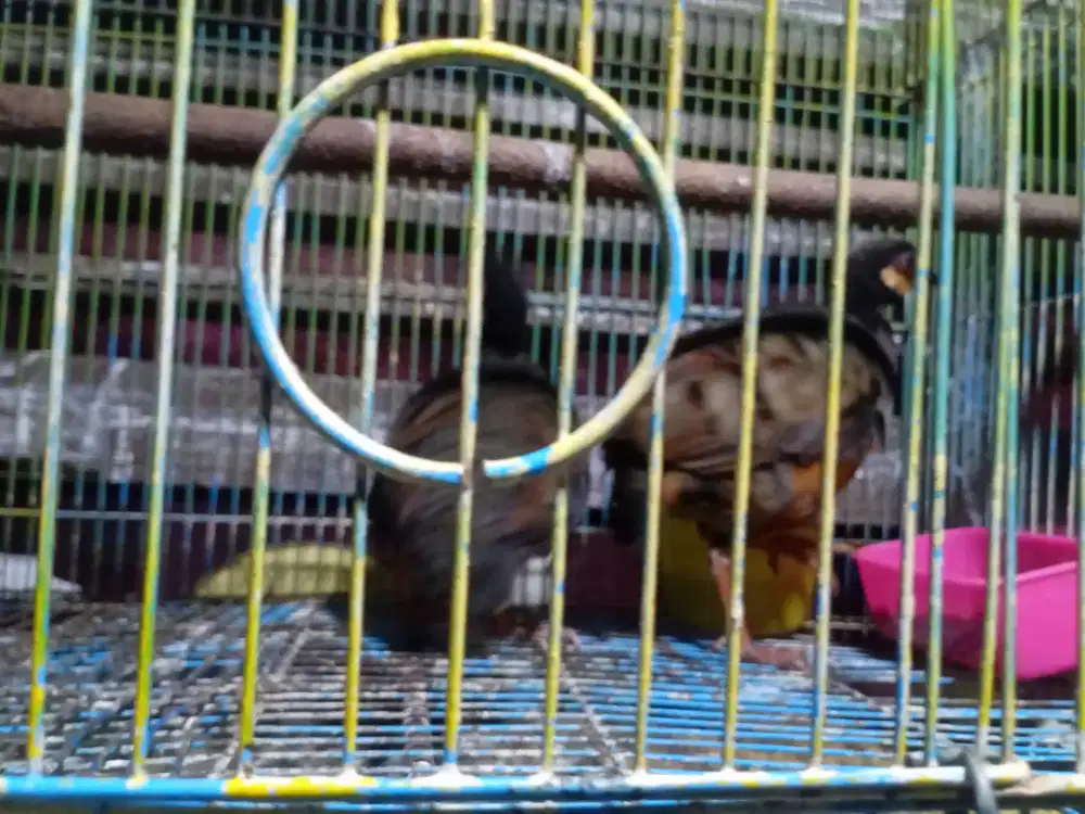 Puyuh gonggong indukan sepasang body besar khusus sudah berjodoh