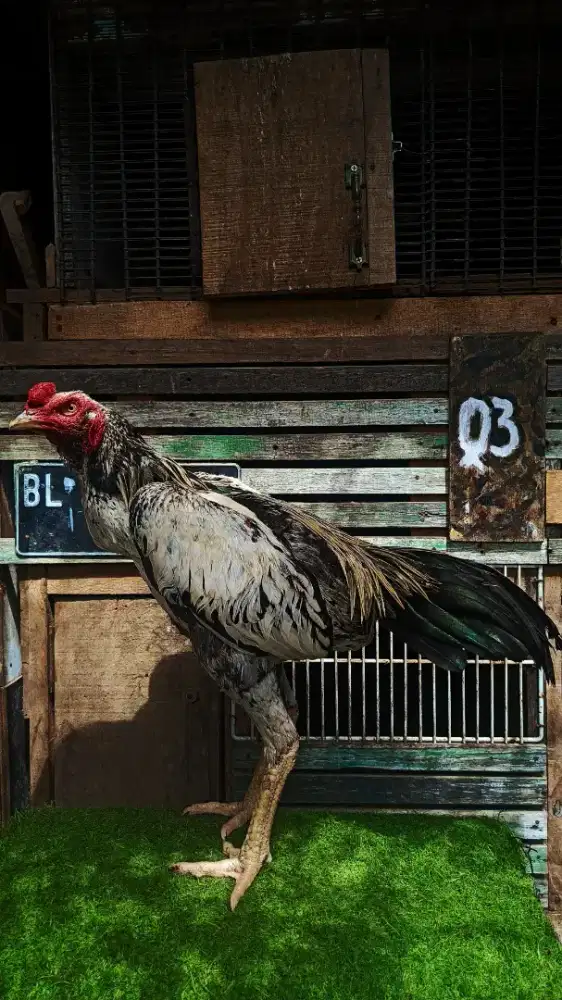 Ayam koyngon muda