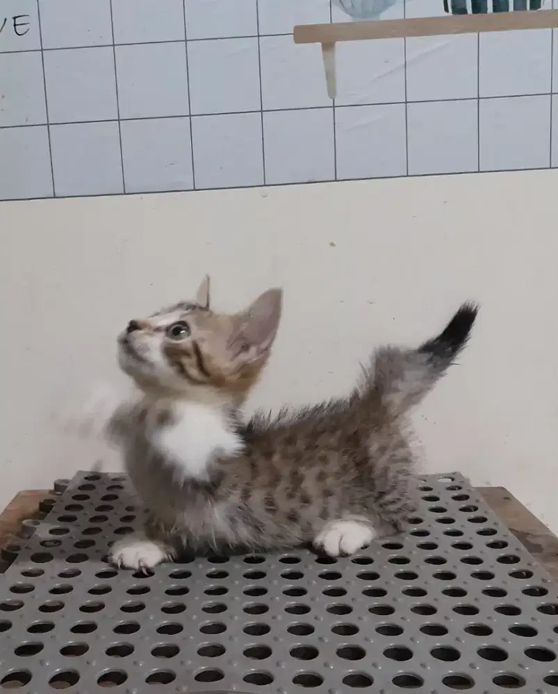 Kucing persia mix genetta/2 bulan