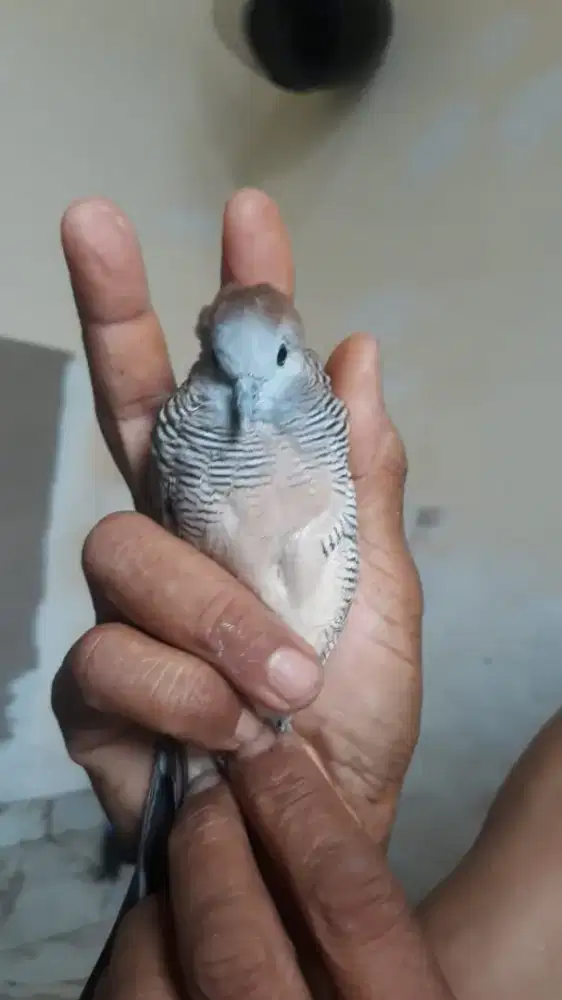Dijual Burung Perkutut (Istimewa)
