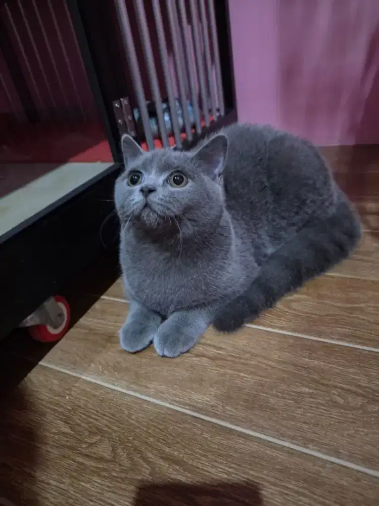 Kitten BSH Blue