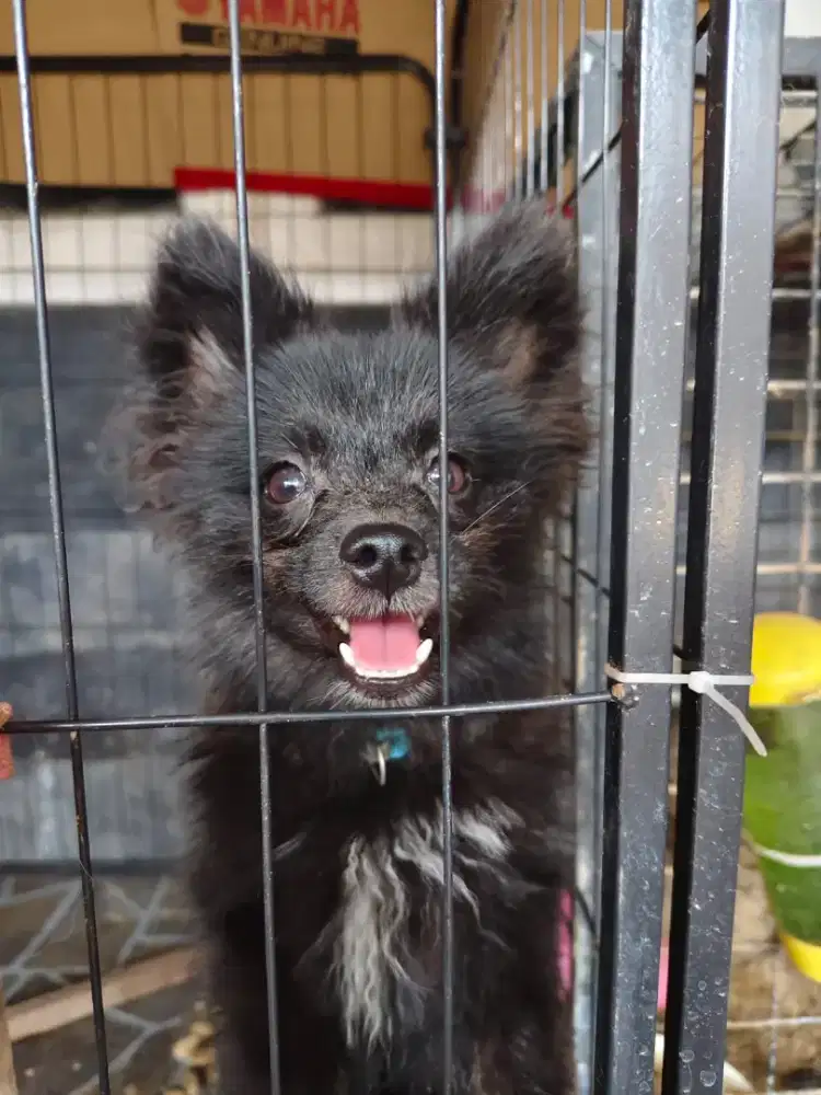 Dijual Anjing anak an Pom bisa nego