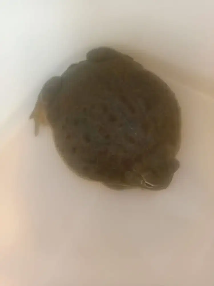 Kodok Pixie / Bullfrog