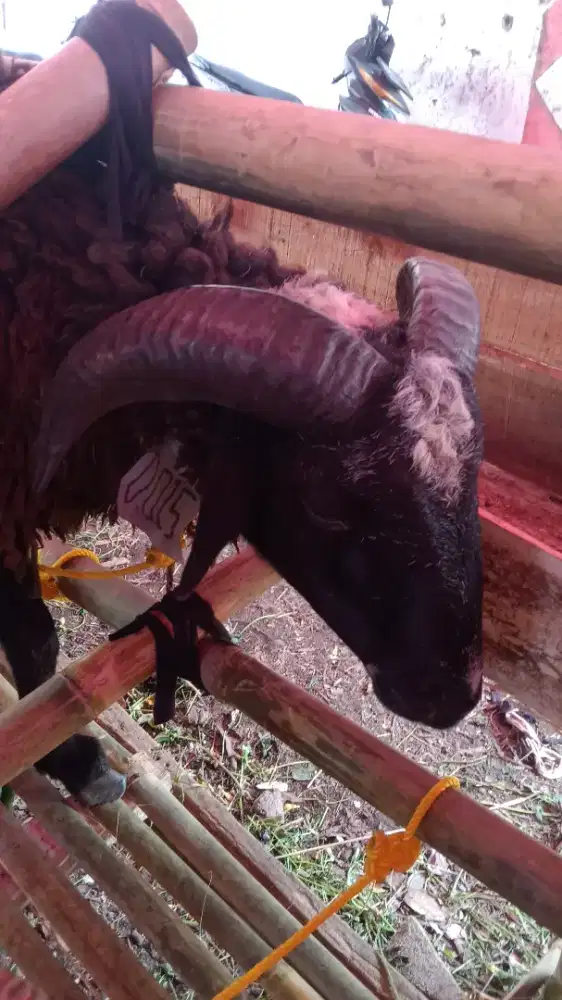 Qurban2026#dombamurah#sapimurah#dombaqurbanbandung#gratisongkir#sehat