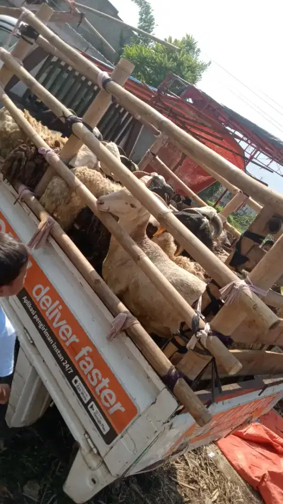 Dombaqurban2026#dombamurah#dombaqurbanbandung#sapimurah#gratisongkir