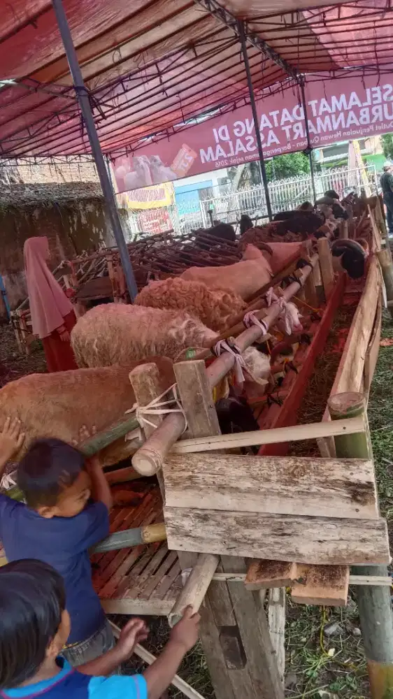 Domba qurban 2026#domba murah#domba qurban bandung#sapi murah