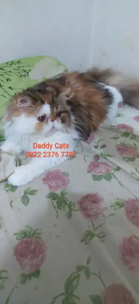 Persia Peaknose Calico Betina