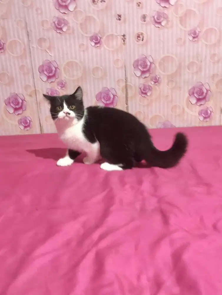 Kucing BSH Mix Exotic Jantan Bicolour 3500000