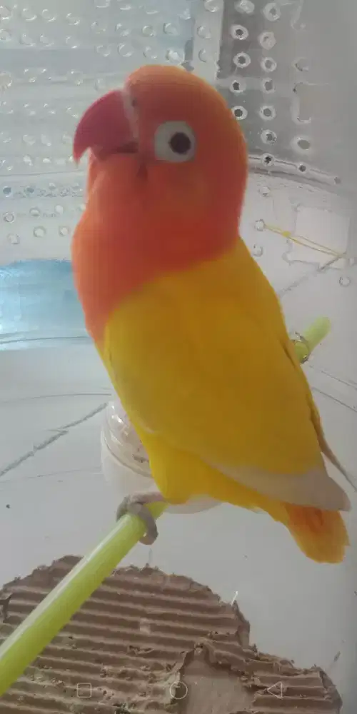Burung lovebird