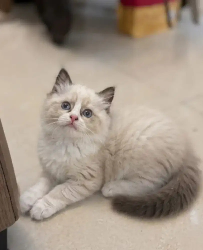 Ragdoll betina nonped aja