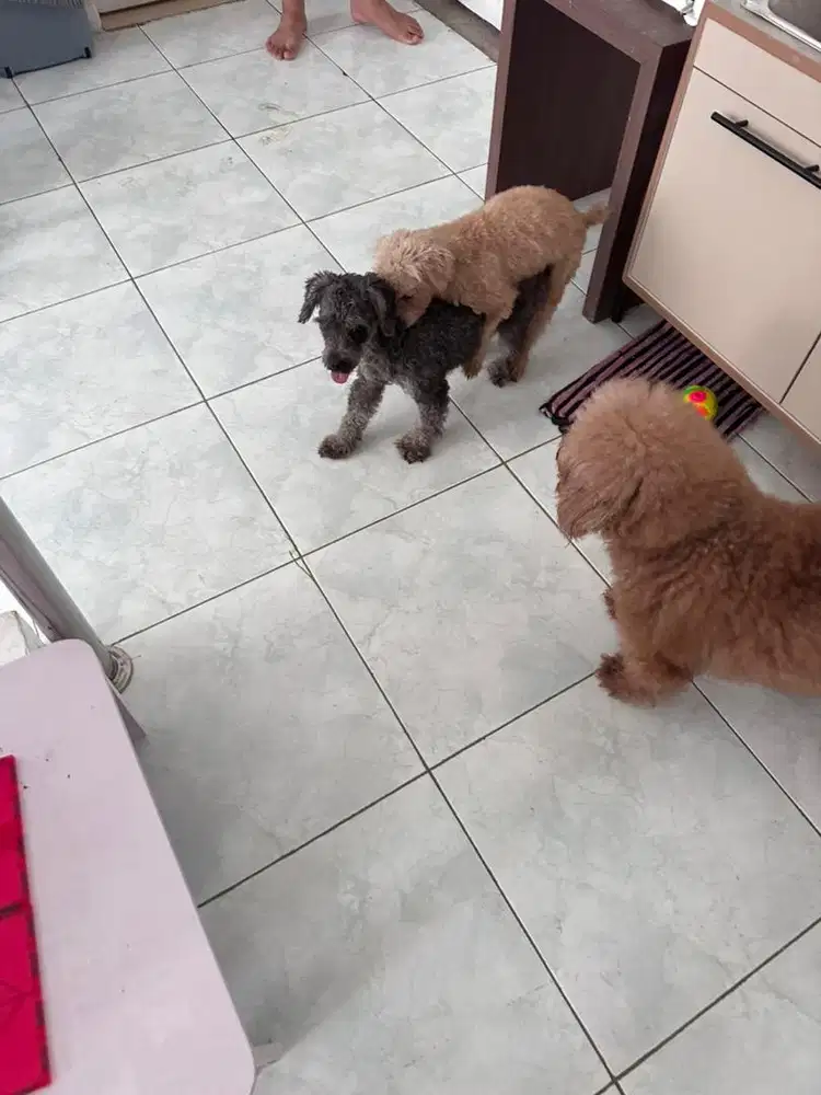 silver poodle jantan 4 tahun