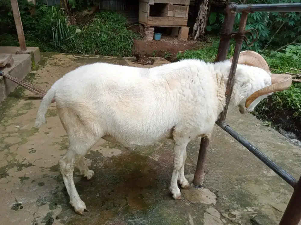 Domba kurban putih