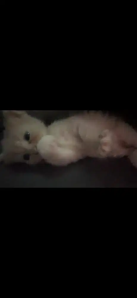 Kitten Persia Lucu Orange Tabby & Orange Putih 1 Bulan