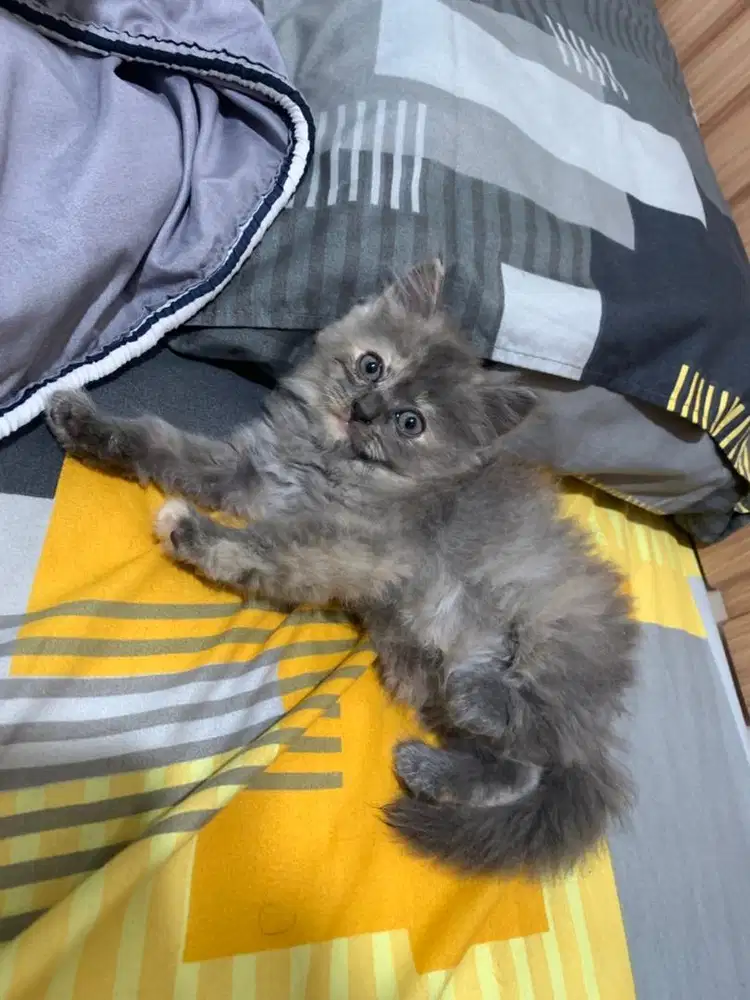Kitten Persia Longhair