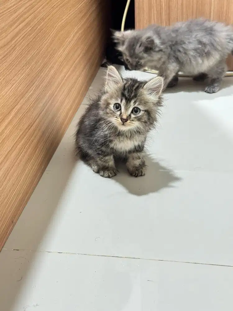 Kitten Persia Longhair Marble