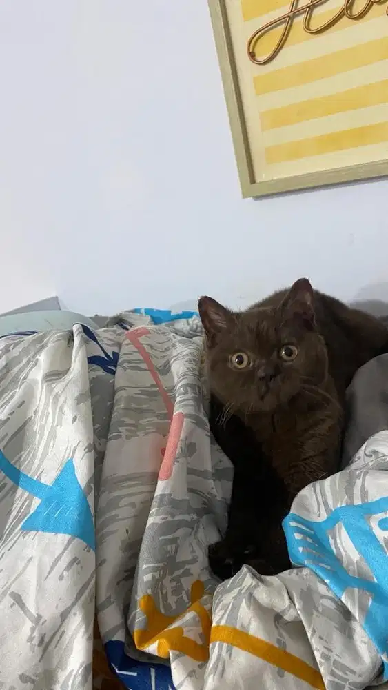 Open adopt British Shorthair