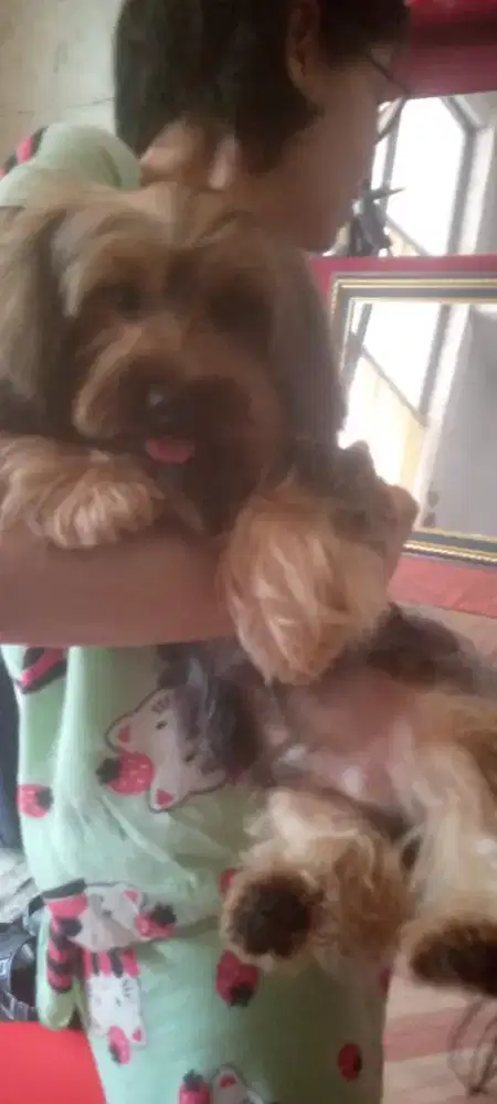 Di jual cepat anjing yorkshired kondisi sehat dan terawat