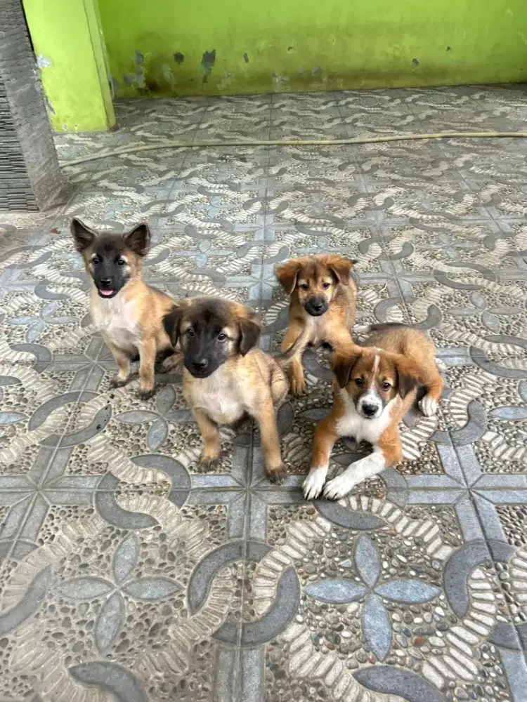 Anak anjing lucu sehat
