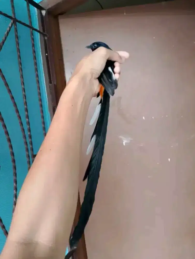Murai batu bahorok medan ekor 30cm