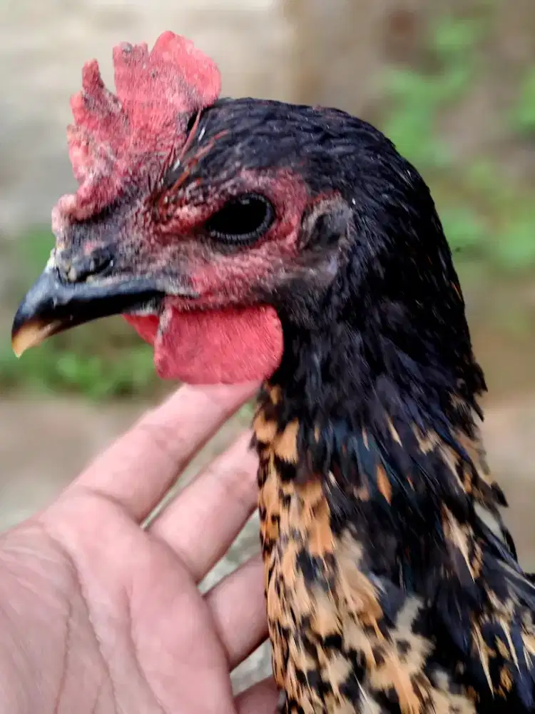 Anakan Ayam Pelung Jantan [Nego]